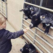 None Go Bye Farm : image10.jpg