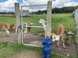 None Go Bye Farm : image19.jpg