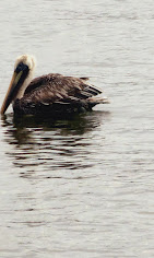 Cafe Coconut Cove : image-(23).jpg